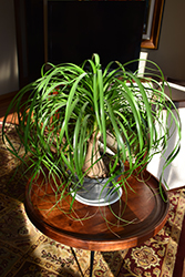 Pony Tail Palm (Beaucarnea recurvata) at Canadale Nurseries