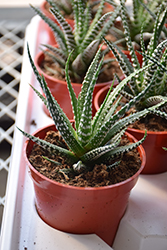 Zebra Plant (Haworthia fasciata) at Canadale Nurseries