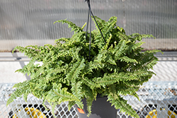 Fluffy Ruffles Boston Fern (Nephrolepis exaltata 'Fluffy Ruffles') at Canadale Nurseries