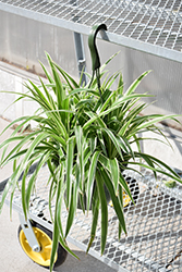 Variegated Spider Plant (Chlorophytum comosum 'Variegatum') at Canadale Nurseries