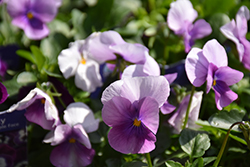 Sorbet Orchid Rose Beacon Pansy (Viola cornuta 'PAS733560') at Canadale Nurseries