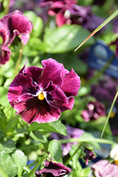 Frizzle Sizzle Mini Purple Shades Pansy (Viola cornuta 'Frizzle Sizzle Mini Purple Shades') at Canadale Nurseries