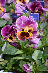 Frizzle Sizzle Mini Tapestry Pansy (Viola cornuta 'Frizzle Sizzle Mini Tapestry') at Canadale Nurseries