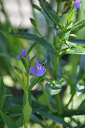 Allegheny Monkey Flower (Mimulus ringens) at Canadale Nurseries