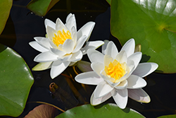 Gladstoniana Hardy Water Lily (Nymphaea 'Gladstoniana') at Canadale Nurseries