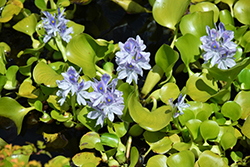 Water Hyacinth (Eichhornia crassipes) at Canadale Nurseries