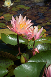 Pink Grapefruit Hardy Water Lily (Nymphaea 'Pink Grapefruit') at Canadale Nurseries
