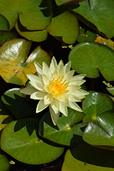 Charlene Strawn Hardy Water Lily (Nymphaea 'Charlene Strawn') at Canadale Nurseries