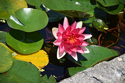 Steven Strawn Hardy Water Lily (Nymphaea 'Steven Strawn') at Canadale Nurseries