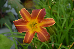 EveryDaylily Red Ribs Daylily (Hemerocallis 'VER00322') at Canadale Nurseries