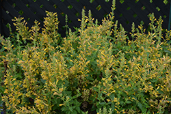 Kudos Yellow Hyssop (Agastache 'Kudos Yellow') at Canadale Nurseries