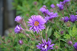 Grape Crush New England Aster (Symphyotrichum novae-angliae 'Grape Crush') at Canadale Nurseries