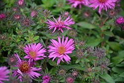 Pink Crush New England Aster (Symphyotrichum novae-angliae 'Pink Crush') at Canadale Nurseries