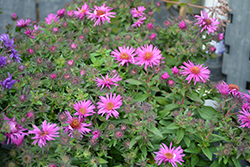 Pink Crush New England Aster (Symphyotrichum novae-angliae 'Pink Crush') at Canadale Nurseries