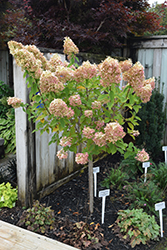 Limelight Hydrangea (tree form) (Hydrangea paniculata 'Limelight (tree form)') at Canadale Nurseries