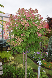 Quick Fire Hydrangea (tree form) (Hydrangea paniculata 'Bulk') at Canadale Nurseries