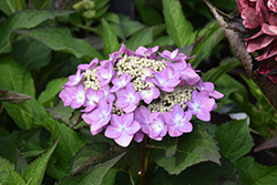 Let's Dance Can Do! Hydrangea (Hydrangea 'SMNHSI') at Canadale Nurseries