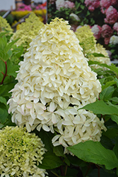 Quick Fire Fab Hydrangea (Hydrangea paniculata 'SMNHPM') at Canadale Nurseries