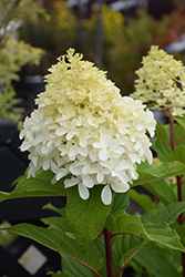 Limelight Prime Hydrangea (Hydrangea paniculata 'SMNHPPH') at Canadale Nurseries