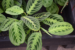 Lemon Lime Prayer Plant (Maranta leuconeura 'Lemon Lime') at Canadale Nurseries