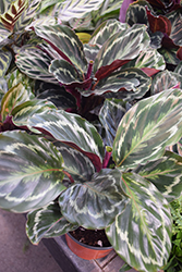 Medallion Calathea (Calathea veitchiana) at Canadale Nurseries