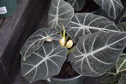 Mythic Black Velvet Jewel Alocasia (Alocasia reginula 'Black Velvet') at Canadale Nurseries