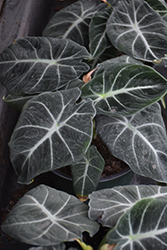 Mythic Black Velvet Jewel Alocasia (Alocasia reginula 'Black Velvet') at Canadale Nurseries