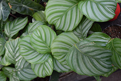 Orbifolia Prayer Plant (Calathea orbifolia) at Canadale Nurseries