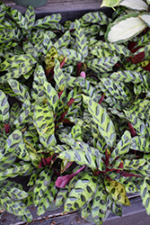 Rattlesnake Plant (Calathea lancifolia) at Canadale Nurseries