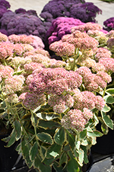 Frosted Fire Stonecrop (Sedum 'Frosted Fire') at Canadale Nurseries