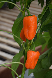 Orange Snacking Sweet Pepper (Capsicum annuum 'Orange Snacking') at Canadale Nurseries