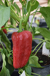 Super Shepherd Pepper (Capsicum annuum 'Super Shepherd') at Canadale Nurseries