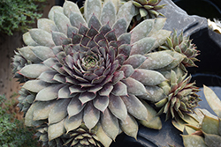 Twilight Blues Hens And Chicks (Sempervivum 'Twilight Blues') at Canadale Nurseries