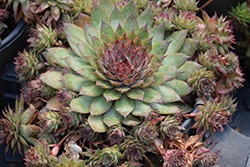 Chick Charms Butterscotch Baby Hens And Chicks (Sempervivum 'Hordubal') at Canadale Nurseries