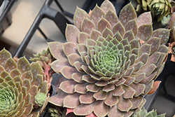 Hopewell Hens And Chicks (Sempervivum 'Hopewell') at Canadale Nurseries