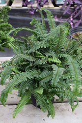 Kimberley Queen Australian Sword Fern (Nephrolepis obliterata 'Kimberley Queen') at Canadale Nurseries