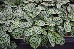 Burle Marx Calathea (Calathea burle-marxii) at Canadale Nurseries