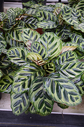 Peacock Plant (Calathea makoyana) at Canadale Nurseries