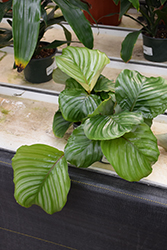 Orbifolia Prayer Plant (Calathea orbifolia) at Canadale Nurseries
