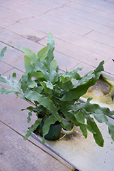 Blue Star Fern (Phlebodium aureum) at Canadale Nurseries