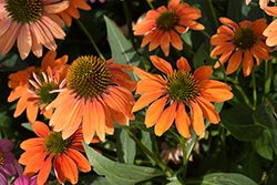 Artisan Soft Orange Coneflower (Echinacea 'PA1308374') at Canadale Nurseries