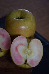 Pink Pearl Apple (Malus 'Pink Pearl') at Canadale Nurseries