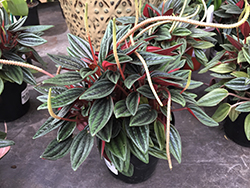 Rosso Peperomia (Peperomia caperata 'Rosso') at Canadale Nurseries