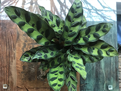 Rattlesnake Plant (Calathea lancifolia) at Canadale Nurseries