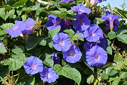 Heavenly Blue Morning Glory (Ipomoea tricolor 'Heavenly Blue') at Canadale Nurseries