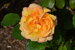 Glowing Peace Rose (Rosa 'Glowing Peace') at Canadale Nurseries
