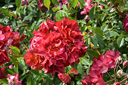 Cinco de Mayo Rose (Rosa 'Cinco de Mayo') at Canadale Nurseries