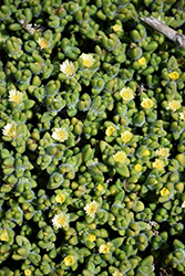 Pickle Plant (Delosperma echinatum) at Canadale Nurseries