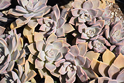 Ghost Plant (Graptopetalum paraguayense) at Canadale Nurseries