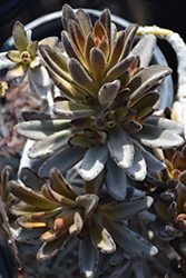 Chocolate Soldier Panda Plant (Kalanchoe tomentosa 'Chocolate Soldier') at Canadale Nurseries